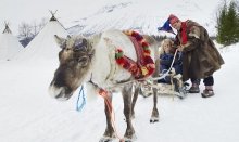 Reendier sledding is a way to discover the Arctic wildness
