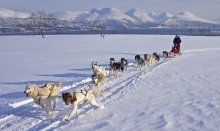 Discover the Arctic lifestyle by activities