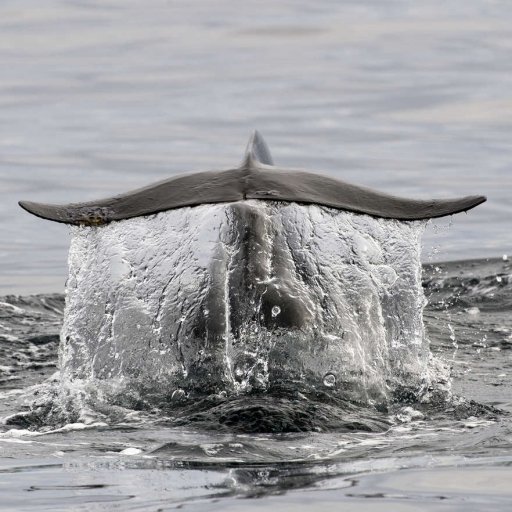 Whales in Norway