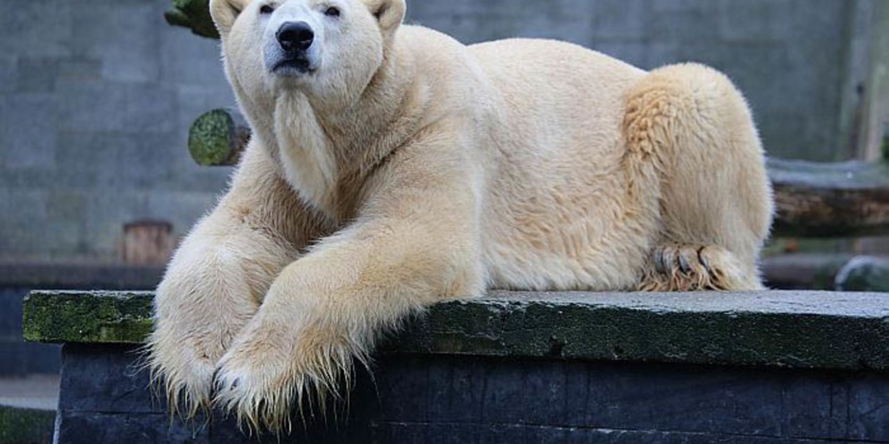 Welcome to Aalborg Zoo