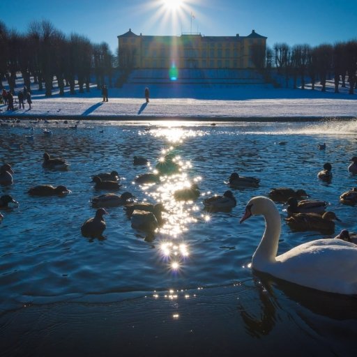 The Swan Lake 