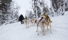 Dog sledding is a must-try attraction in winter in Lapland