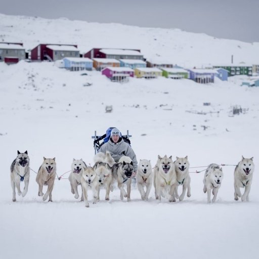 Exciting Dogsledding