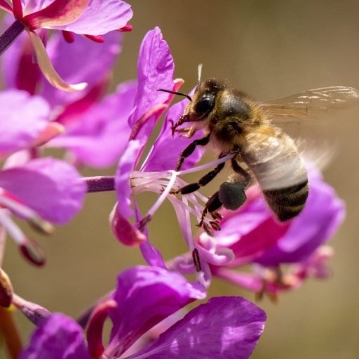Flora in Greenland