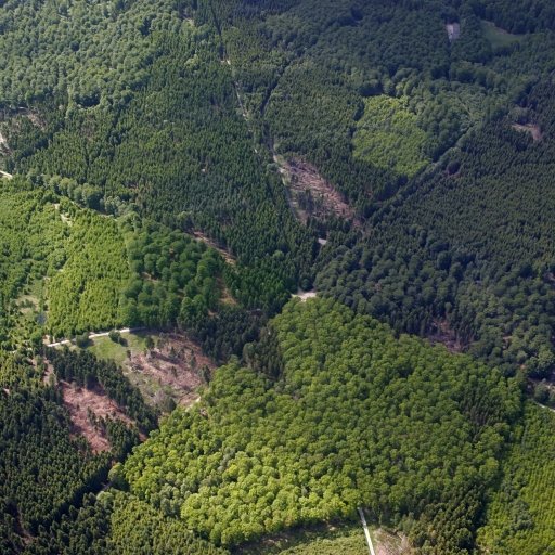 The Par Force Hunting Landscape