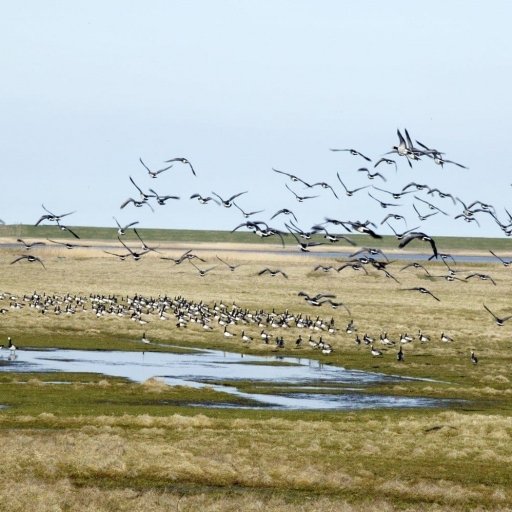 The Wadden Sea National Park