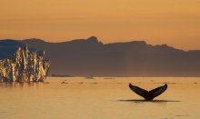 The Whales - One of the Big Arctic Five