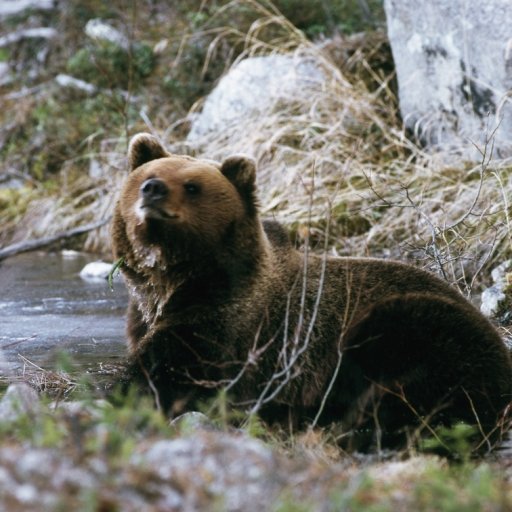 The Orsa Bear Park 