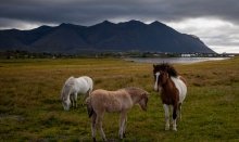 Icelandic horses are part of Icelandic life style