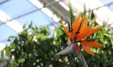 Visit the Botanical Garden in Aarhus