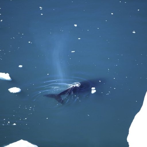 Whale Safaris in Iceland