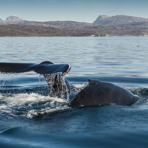 The Big Five of Greenland
