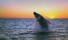 Go whale watching in Northern Iceland